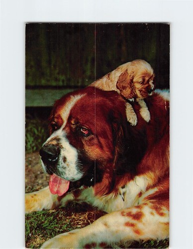 Postcard cute saint bernard - cute,