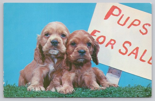 Vintage petley studios - vintage, puppies