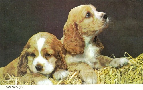Vintage dog postcard cocker - postcard,