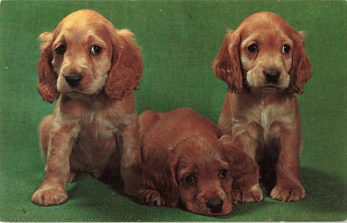 Postcard dog cocker spaniel - cocker,
