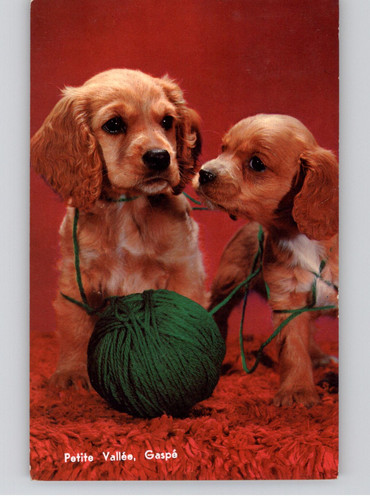 Two cocker spaniel - cocker, puppies
