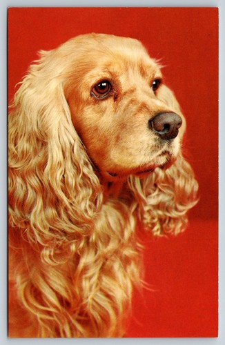 Cocker spaniel portrait - spaniel,