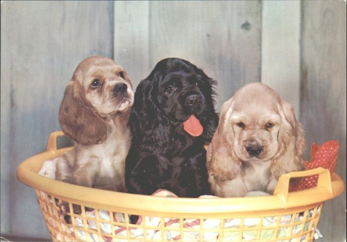 Vintage adorable cocker - vintage,