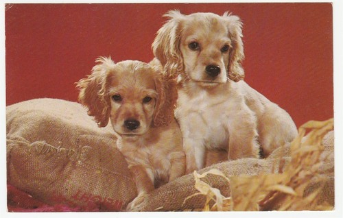 Vintage postcard cocker - postcard,