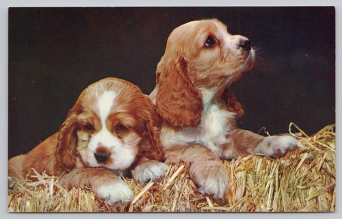 Postcard two cute cocker - cute,
