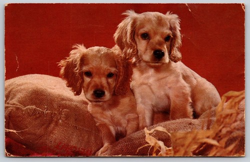 Two cocker spaniel - cocker, on