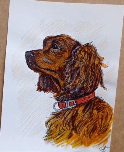 Cocker spaniel dog - spaniel,