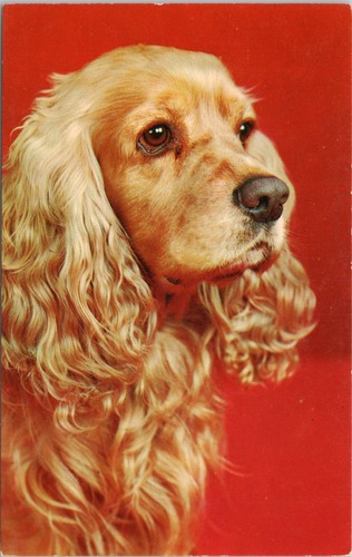 Postcard blonde cocker - blonde, spaniel