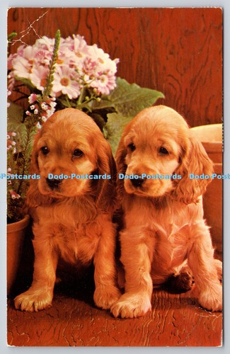 R743082 dog cocker spaniel - r743082,