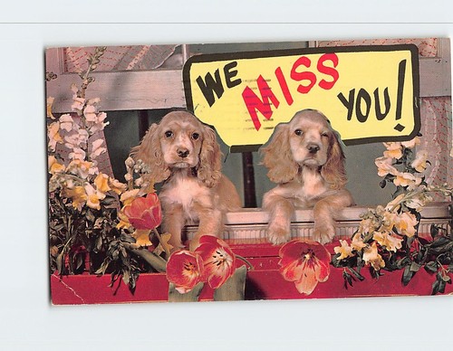 Postcard cocker spaniel - postcard,