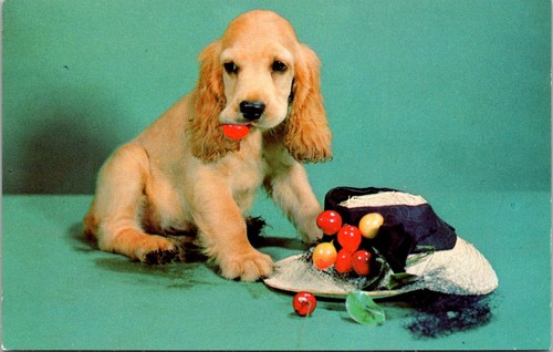 Bad boy cocker spaniel - cocker, puppy