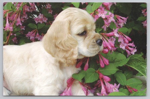 Cocker spaniel puppy pink - cocker,