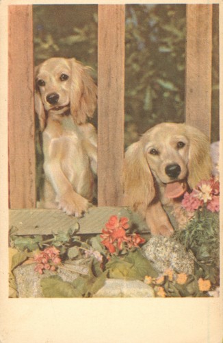 Dogs cocker spaniel - x,