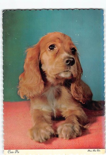 Postcard cutie pie - pie, cocker