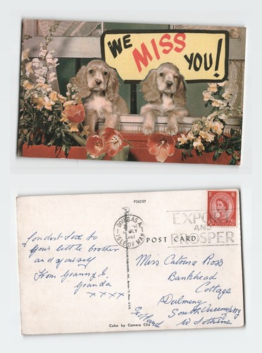 Vintage postcard cocker - postcard,