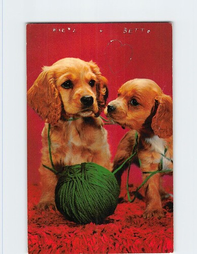 Postcard cocker spaniel - cocker,