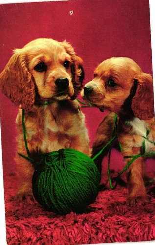 Vintage cocker spaniel - cocker, puppies