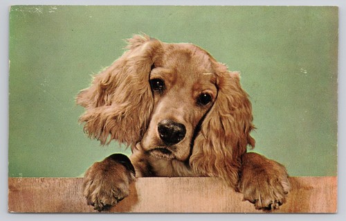 Cocker spaniel puppy cute - cocker,