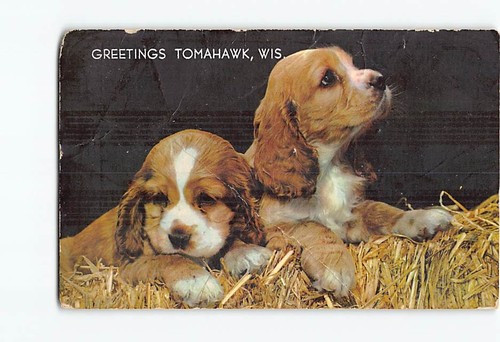 Postcard cocker spaniel - postcard,