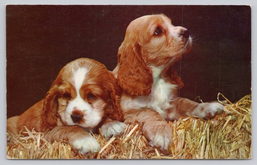 Cute cocker spaniel puppies - cocker,