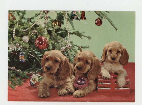 Postcard dog cocker spaniel - 3,