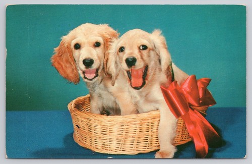 Cocker spaniel puppy - cocker, cute