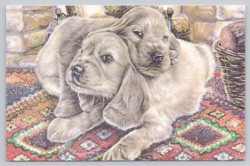 Cocker spaniel puppies - cocker,