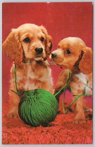 Dog puppy cocker spaniel - cocker,