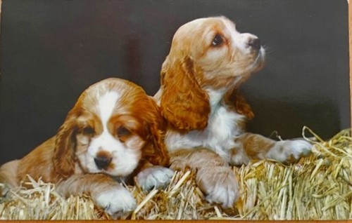 Cocker spaniel puppies - spaniel,