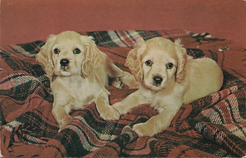 Cocker spaniel puppies dogs - dogs, on