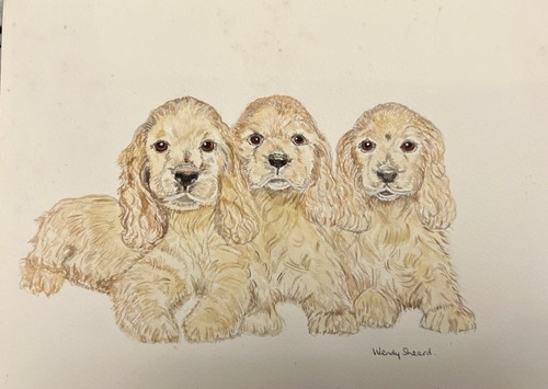 Vtg golden cocker spaniel - golden,
