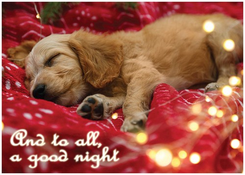 And all good night - all, cocker