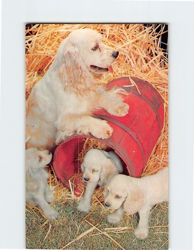 Postcard cocker spaniel and - spaniel,