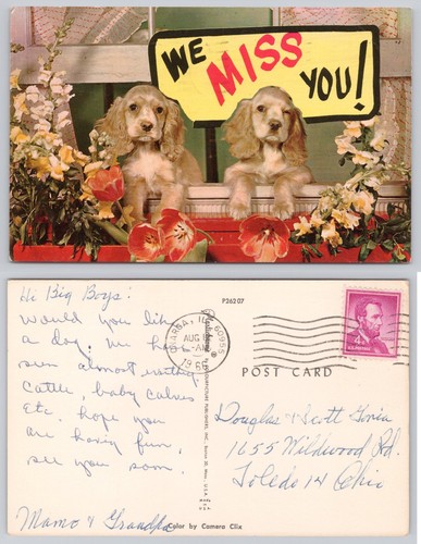 Vintage 1966 cocker - 1966, spaniel