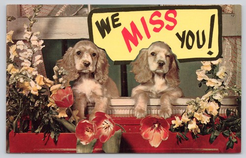 Miss you cocker spaniel - we,