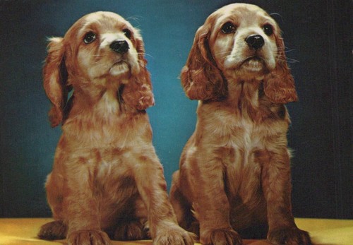 Animals postcard pets - postcard, dogs