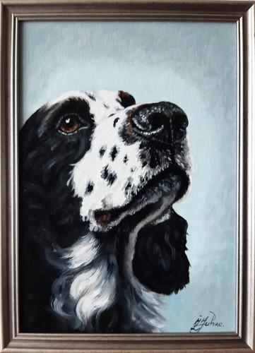 English cocker spaniel - cocker,