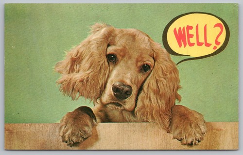 Cute cocker spaniel puppy - cocker,