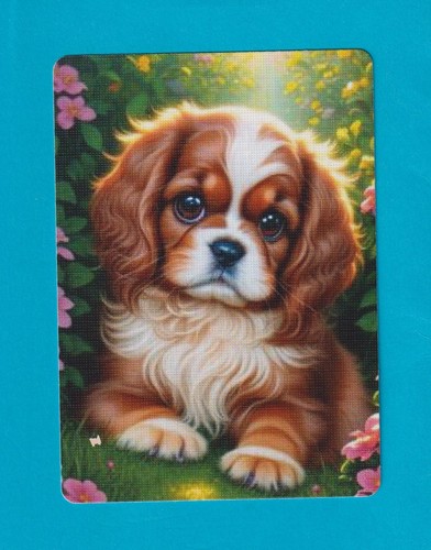 Beautiful cocker spaniel puppy - spaniel,