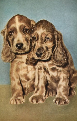 Vintage postcard cocker - vintage,
