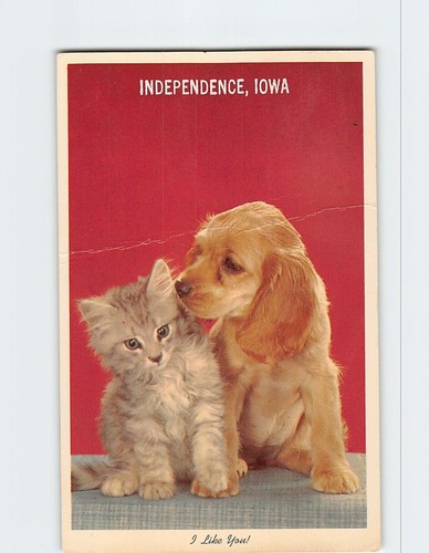 Postcard vintage kitten - postcard, and