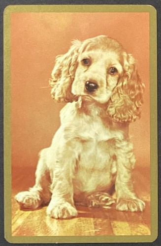 Cocker spaniel puppy dog - spaniel,