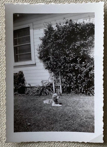 Vintage photo cocker - cocker, spaniel