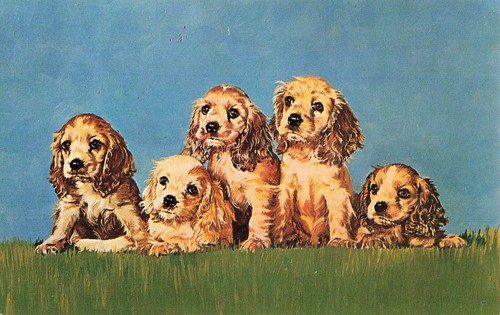 Cocker spaniel puppies - spaniel,