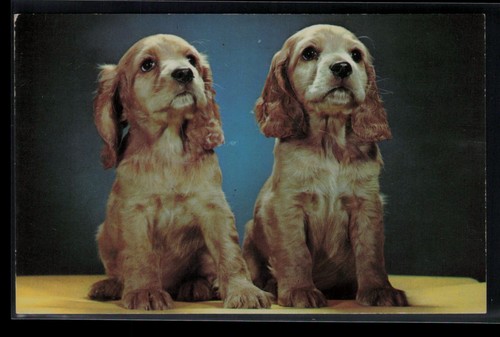 Cocker spaniel puppies - spaniel,