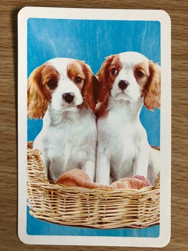 Cocker spaniel puppy - puppy, dog