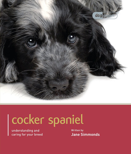 Cocker spaniel - cocker,
