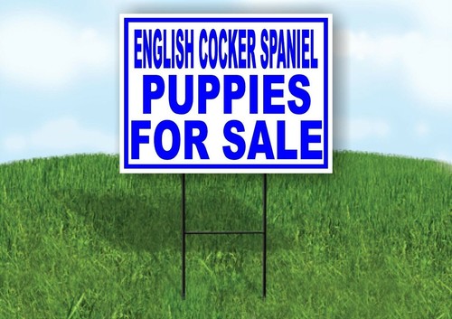 English cocker spaniel - english,