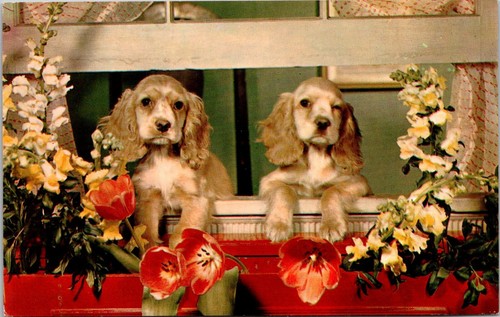 Miss you cocker - miss, spaniel