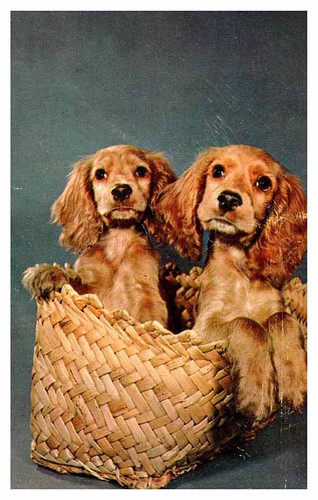 Stroudsburg postcard two - postcard,